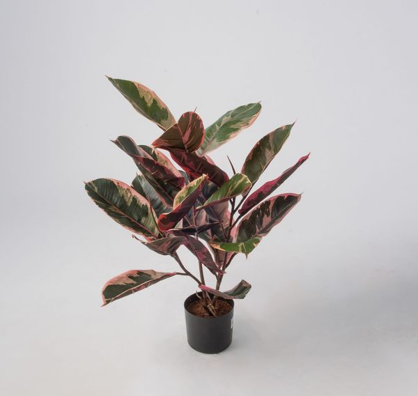 Hovedbilde Ficus Elastica flere høyder