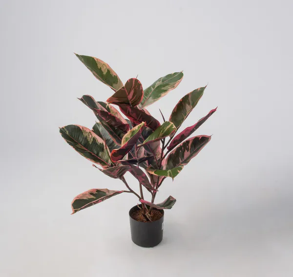 Hovedbilde Ficus Elastica flere høyder